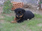 CAMADA DE ROTTWEILERS - mejor precio | unprecio.es