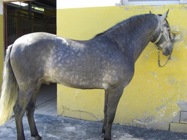 cambio potro pre cerrado o caballo pre impresionante