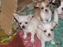 Chihuahua cachorros hermosos