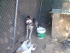 HUSKY MACHO - mejor precio | unprecio.es
