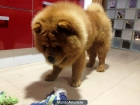 MACHO CHOW CHOW PARA MONTAS VALENCIA - mejor precio | unprecio.es