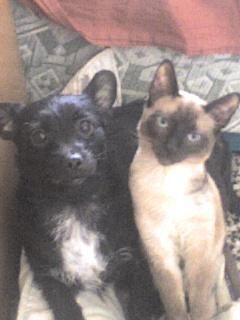Precioso Siamés de 3 añitos en Adopción