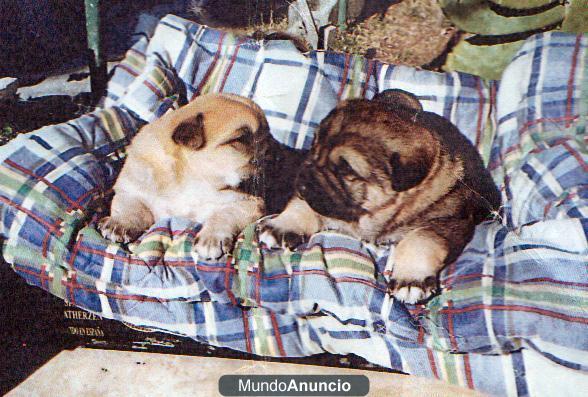 regalo 2 cachorritos machos