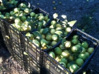 Se venden limones - mejor precio | unprecio.es