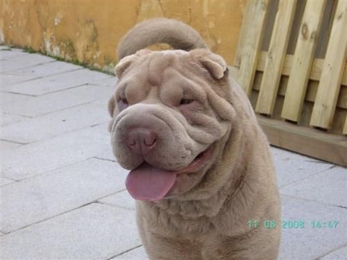 SHAR PEI PARA MONTAS