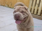 SHAR PEI PARA MONTAS - mejor precio | unprecio.es