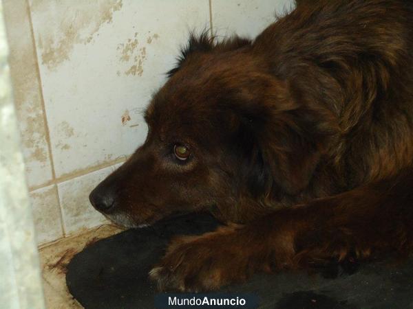SIT LA SACRIFICAN EL 26 DE JULIO EN LA PERRERA DE BADAJOZ