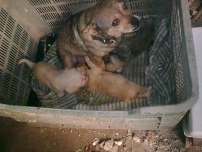 Urgente necesitan un hogar