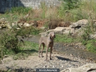 Weimaraner - mejor precio | unprecio.es