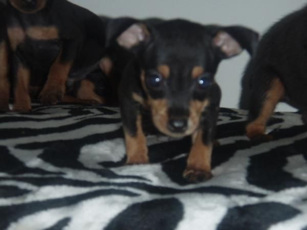cachorritos de mini pinscher  335