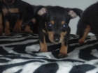 cachorritos de mini pinscher  335 - mejor precio | unprecio.es