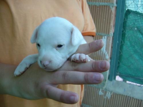 Cachorros de 4 semanas y su madre, en adopción urgente