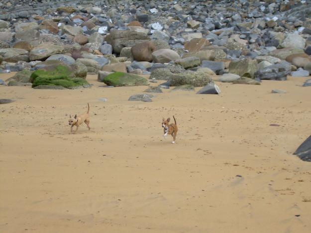 chihuahua busca novio