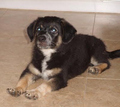 Moogly, cachorrito de 2 meses y medio--   VALENCIA---