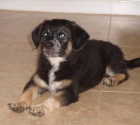 Moogly, cachorrito de 2 meses y medio--   VALENCIA--- - mejor precio | unprecio.es