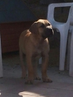 presa canario - mejor precio | unprecio.es