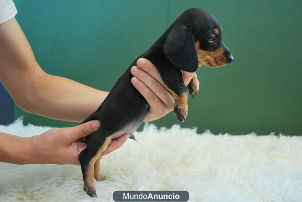 RECOJA SU CACHORRITO DE TECKEL MINI EN UN CRIADERO COMO EL NUESTRO, NADA QUE VER CON PARTICULARES...