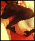 se REGALA perrito de 2 meses!! - mejor precio | unprecio.es