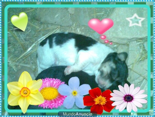 ULTIMO CACHORRO DE CHIHUAHUA CON MINI PINCHER 120 EUROS