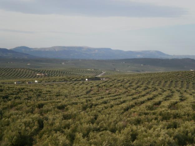 vendemos leña de olivo troceadea a toda españa(leña de olivo)(muy economica)