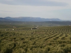 vendemos leña de olivo troceadea a toda españa(leña de olivo)(muy economica) - mejor precio | unprecio.es