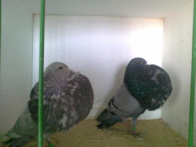 vendo aficion de 35 palomas buchonas gaditanas pornopoder dedicarles tiempo