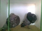 vendo aficion de 35 palomas buchonas gaditanas pornopoder dedicarles tiempo - mejor precio | unprecio.es