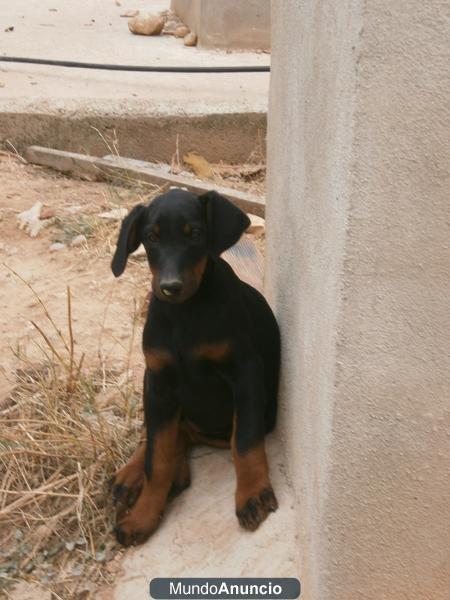 Vendo Cachorros de Doberman