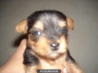 yorkshire terrier - mejor precio | unprecio.es