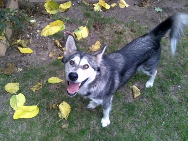 Alaska Malamute - 99,00 euros