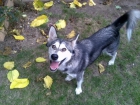 Alaska Malamute - 99,00 euros - mejor precio | unprecio.es