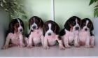 beagles - mejor precio | unprecio.es