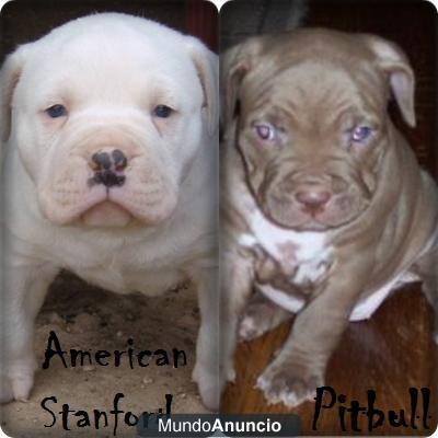 Busco cachorro de AMERICAN STRAFFON o PITBULL BULL TERRIER PARA ADOPTAR (SOLO REGALADOS)