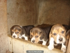 CACHORROS DE BEAGLE DESDE 350 - mejor precio | unprecio.es