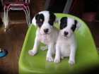 cachorros de Jack Russell en Teruel - mejor precio | unprecio.es