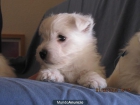 Cachorros Westy preciosos - mejor precio | unprecio.es