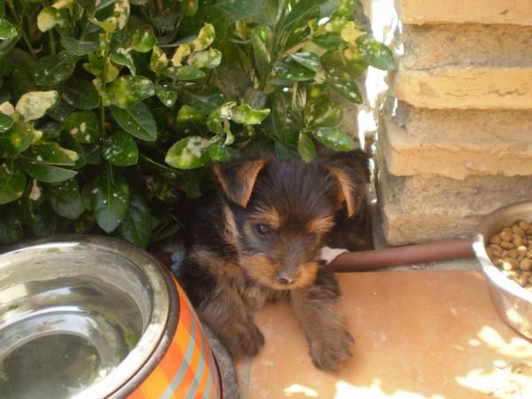 Excelente Cachorro de YorkShire Terrier