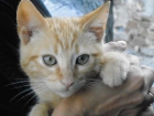 Niko, un gato naranjita abandonado por sus dueños ¿le das un hogar? - mejor precio | unprecio.es