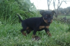 Pinscher miniatura super chiquitin - mejor precio | unprecio.es