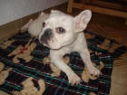 VENDO BULLDOG FRANCES HEMBRA. - mejor precio | unprecio.es