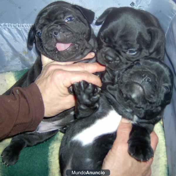 Bulldog frances ( MACHOS ). Vendido: 1.