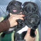 Bulldog frances ( MACHOS ). Vendido: 1. - mejor precio | unprecio.es