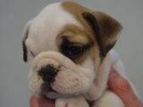 Bulldog Ingles