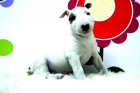 Bullterrier Cachorretes con 2 meses listos para Entregar - mejor precio | unprecio.es