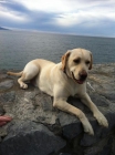 Busco macho de labrador para monta - mejor precio | unprecio.es