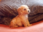 cachorros caniche toy apricot - mejor precio | unprecio.es