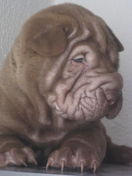 cachorros shar pei