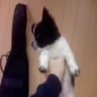 Chihuahua tierra 4 meses - mejor precio | unprecio.es