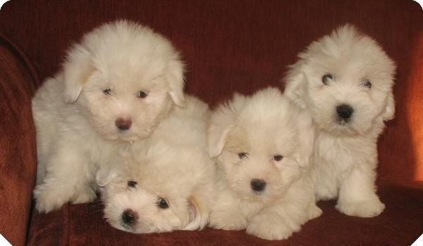 Coton de Tulear con Pedigree