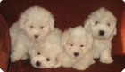 Coton de Tulear con Pedigree - mejor precio | unprecio.es